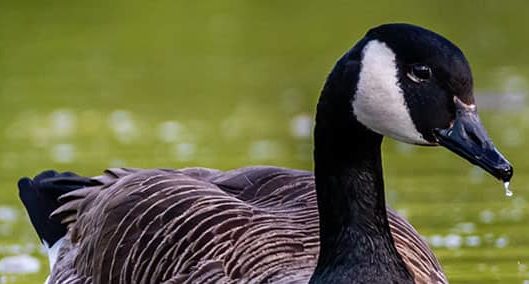 El ganso más triste