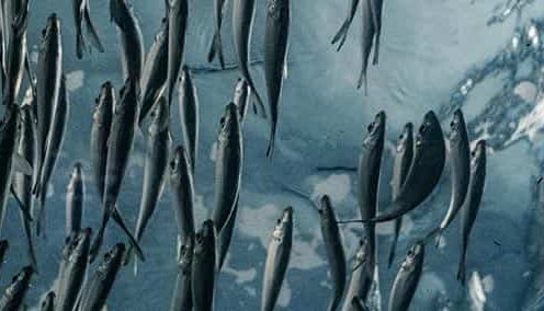 Un mundo de provisión