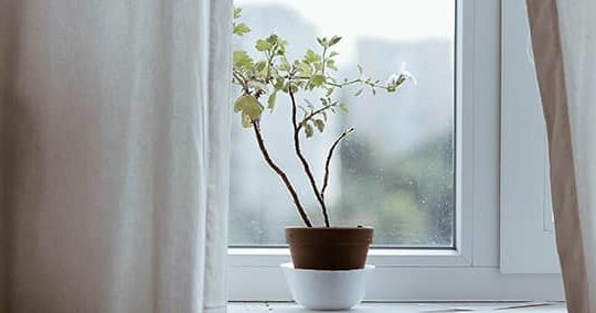 «Alimenta mis ovejas»