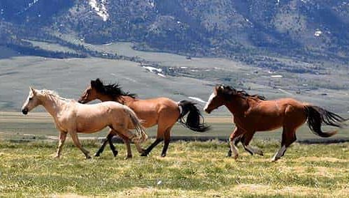 Correr hacia un desafío