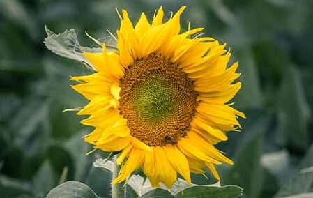 Puntos brillantes en lugares oscuros