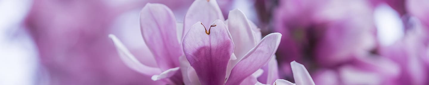 La naturaleza de Zax