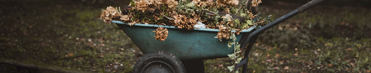 El encantador de árboles