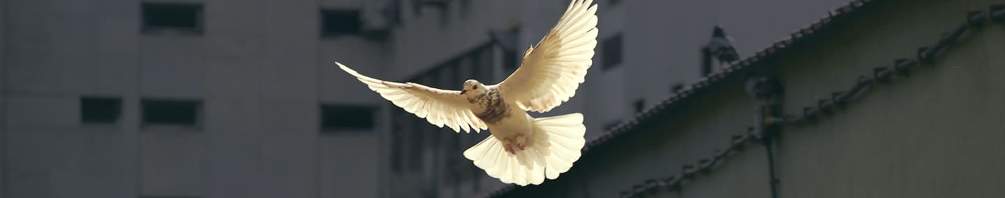 Cuando despunta la paz