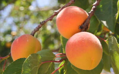 El fruto vende al árbol